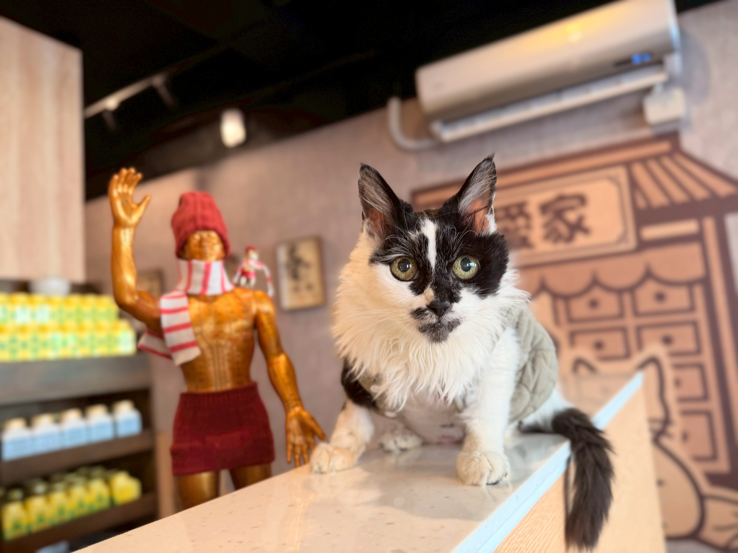 愛家動物醫院接待與候診空間：溫馨低刺激設計與貓狗分道